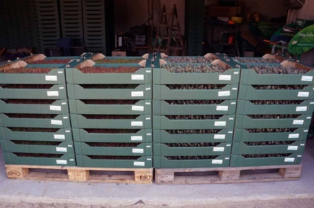 Sadzonki TUNDRA Soprema