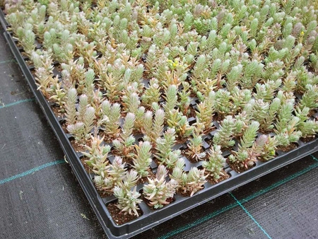 Sadzonki TUNDRA Soprema