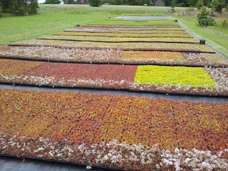 Sadzonki TUNDRA Soprema